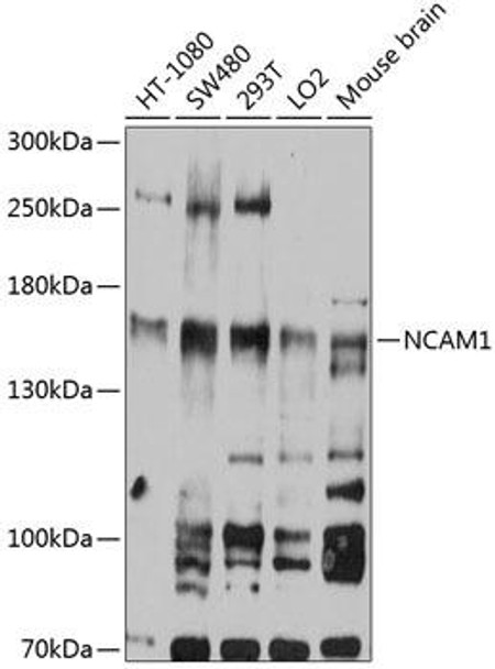 Cell Biology Antibodies 2 Anti-NCAM1 Antibody CAB12112