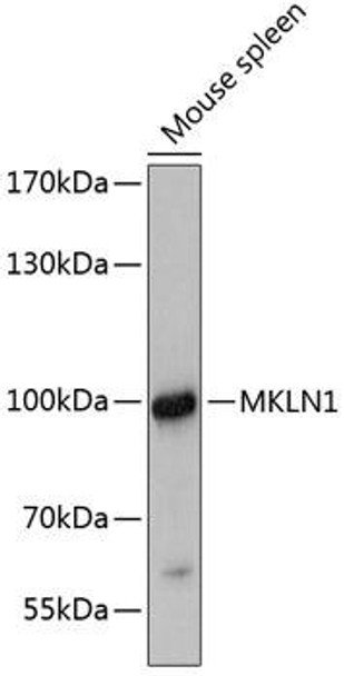 Cell Biology Antibodies 2 Anti-MKLN1 Antibody CAB12116