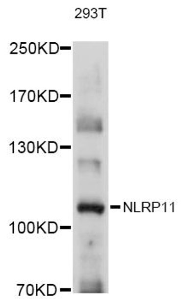 Cell Biology Antibodies 2 Anti-NLRP11 Antibody CAB12132