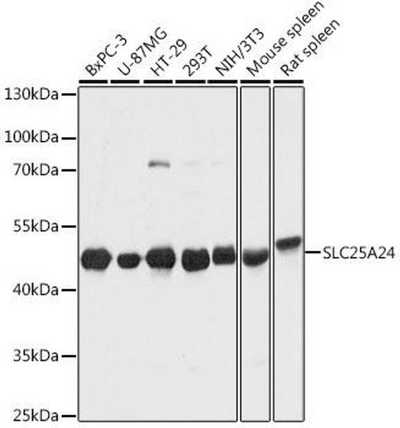 Signal Transduction Antibodies 1 Anti-SLC25A24 Antibody CAB12138