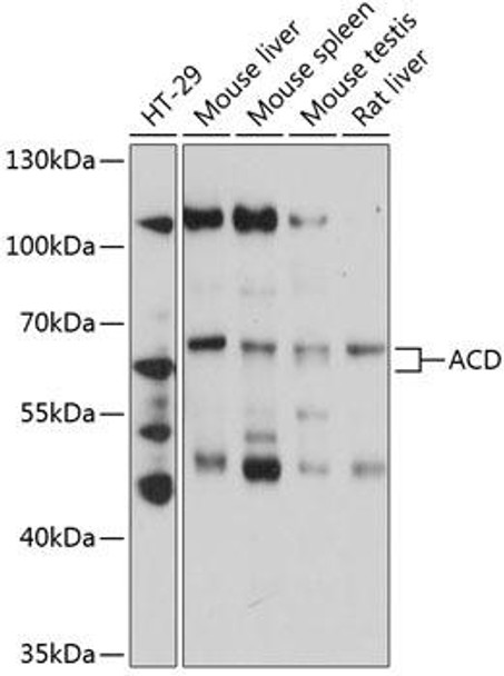 Cell Biology Antibodies 2 Anti-ACD Antibody CAB12177