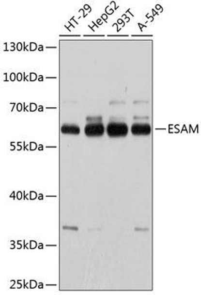 Cell Biology Antibodies 2 Anti-ESAM Antibody CAB12210