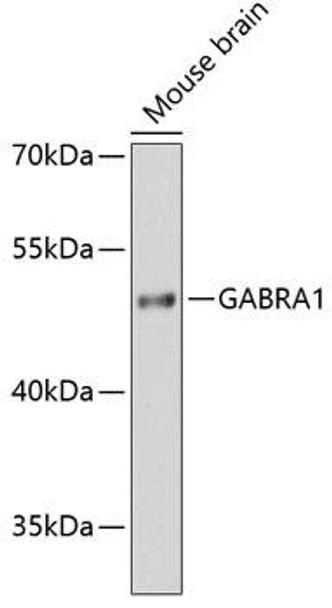 Signal Transduction Antibodies 1 Anti-GABRA1 Antibody CAB12244