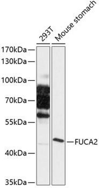 Cell Biology Antibodies 2 Anti-FUCA2 Antibody CAB12291