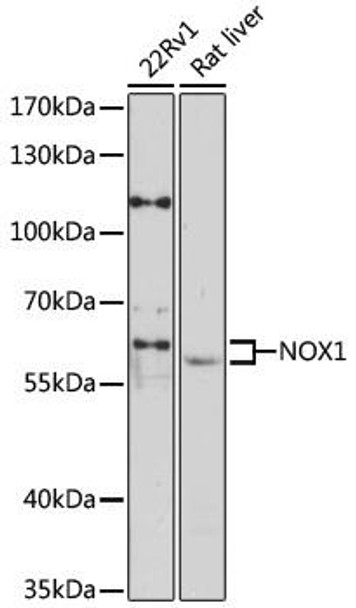 Cell Biology Antibodies 2 Anti-NOX1 Antibody CAB12309