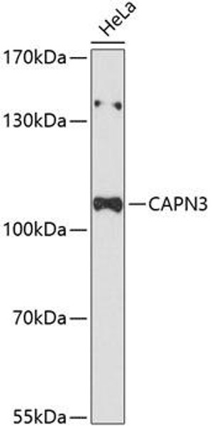 Cell Biology Antibodies 2 Anti-CAPN3 Antibody CAB12316