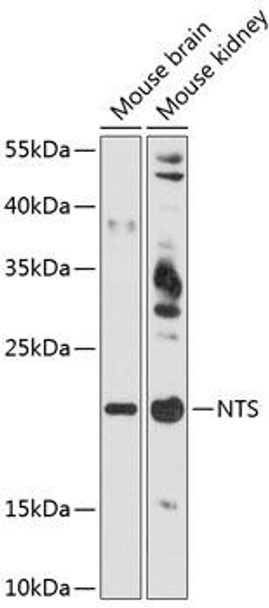 Cell Biology Antibodies 2 Anti-NTS Antibody CAB12326