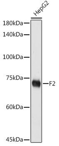 Immunology Antibodies 1 Anti-F2 Antibody CAB12382