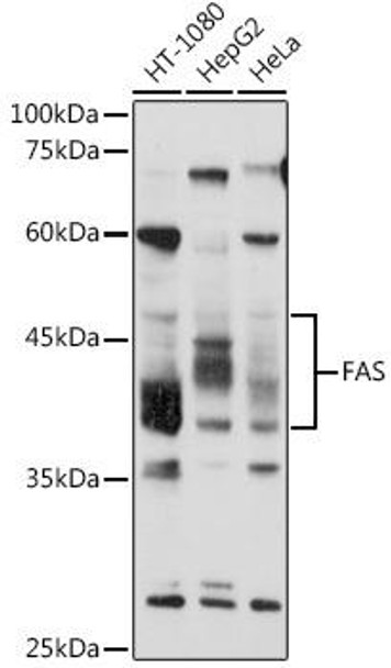 Cell Death Antibodies 1 Anti-FAS Antibody CAB12401
