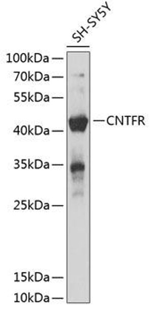 Cell Biology Antibodies 3 Anti-CNTFR Antibody CAB12424