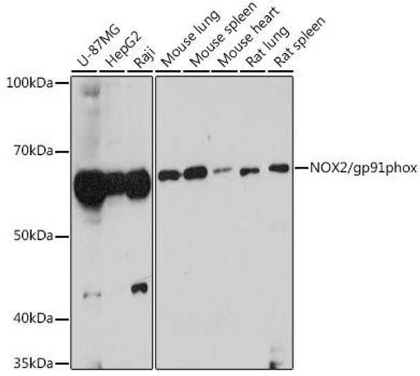 Cell Biology Antibodies 3 Anti-NOX2/gp91phox Antibody CAB12430
