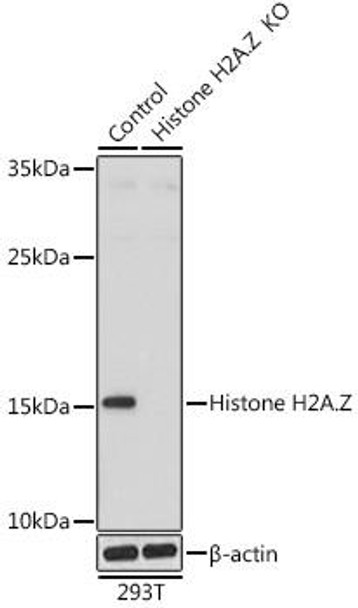 KO Validated Antibodies 1 Anti-Histone H2AZ Antibody CAB12442KO Validated
