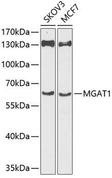 Cell Biology Antibodies 3 Anti-MGAT1 Antibody CAB12459