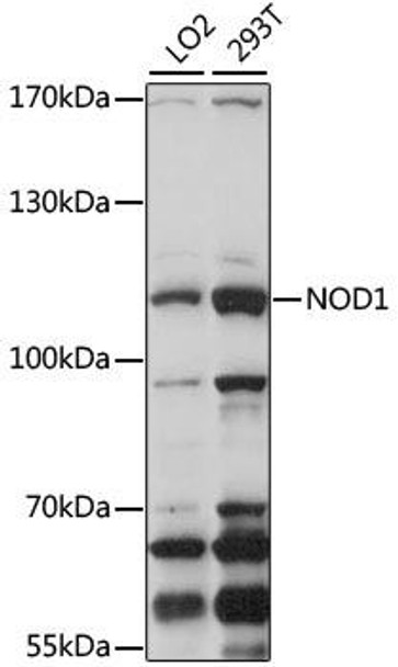 Cell Death Antibodies 1 Anti-NOD1 Antibody CAB1246