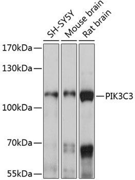 Autophagy Antibodies Anti-PIK3C3 Antibody CAB12483