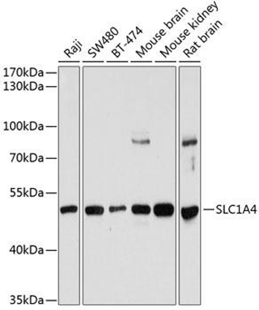 Signal Transduction Antibodies 1 Anti-SLC1A4 Antibody CAB12507