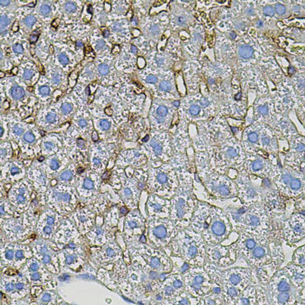 Cell Biology Antibodies 3 Anti-TGFA Antibody CAB12522