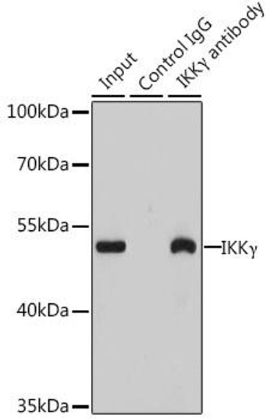 KO Validated Antibodies 1 Anti-IKKGamma Antibody CAB12536KO Validated