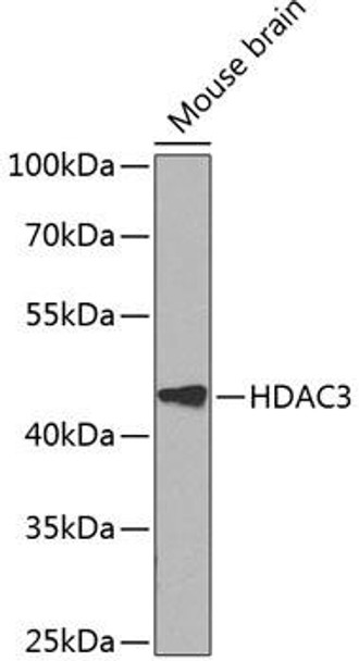 Cell Biology Antibodies 3 Anti-HDAC3 Antibody CAB12542