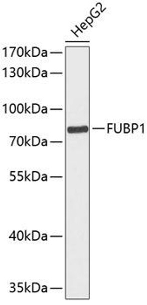 Epigenetics and Nuclear Signaling Antibodies 1 Anti-FUBP1 Antibody CAB12543