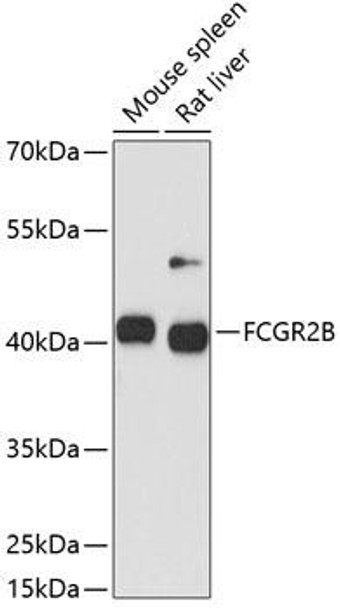 Immunology Antibodies 1 Anti-FCGR2B Antibody CAB12553