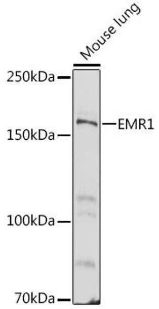Immunology Antibodies 1 Anti-EMR1 Antibody CAB1256