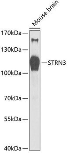 Cell Biology Antibodies 3 Anti-STRN3 Antibody CAB12586