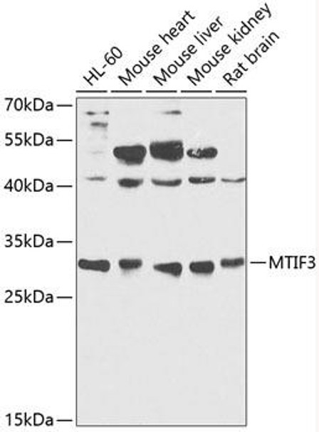 Metabolism Antibodies 1 Anti-MTIF3 Antibody CAB12615