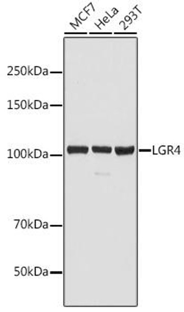 Cell Biology Antibodies 3 Anti-LGR4 Antibody CAB12657