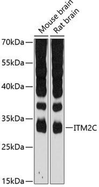 Cell Biology Antibodies 3 Anti-ITM2C Antibody CAB12675