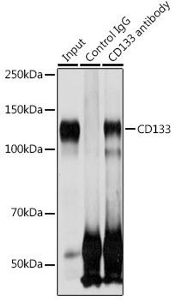 KO Validated Antibodies 1 Anti-CD133 Antibody CAB12711KO Validated