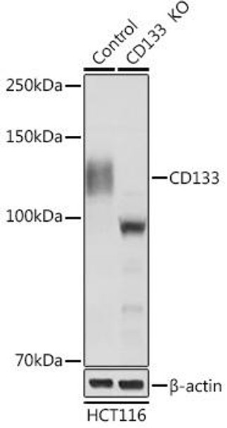 KO Validated Antibodies 1 Anti-CD133 Antibody CAB12711KO Validated