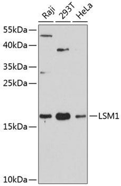 Epigenetics and Nuclear Signaling Antibodies 1 Anti-LSM1 Antibody CAB12732