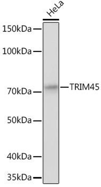 Cell Biology Antibodies 3 Anti-TRIM45 Antibody CAB12739