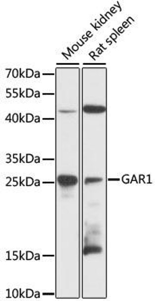 Cell Biology Antibodies 3 Anti-GAR1 Antibody CAB12748