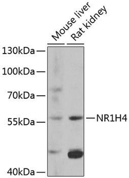 Immunology Antibodies 1 Anti-NR1H4 Antibody CAB12788