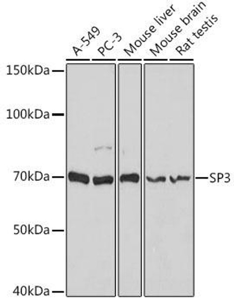 Epigenetics and Nuclear Signaling Antibodies 1 Anti-SP3 Antibody CAB12790