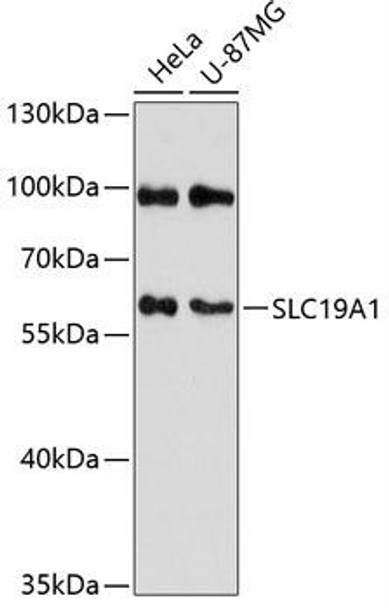 Signal Transduction Antibodies 1 Anti-SLC19A1 Antibody CAB12819