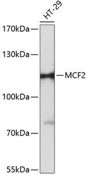 Cell Biology Antibodies 3 Anti-MCF2 Antibody CAB12839