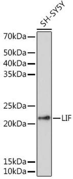 Cell Biology Antibodies 3 Anti-LIF Antibody CAB1288