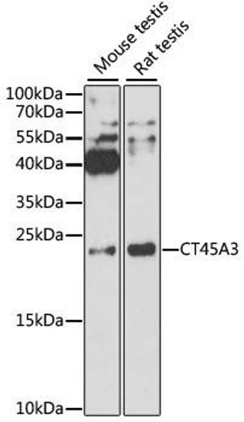 Cell Biology Antibodies 3 Anti-CT45A3 Antibody CAB12887