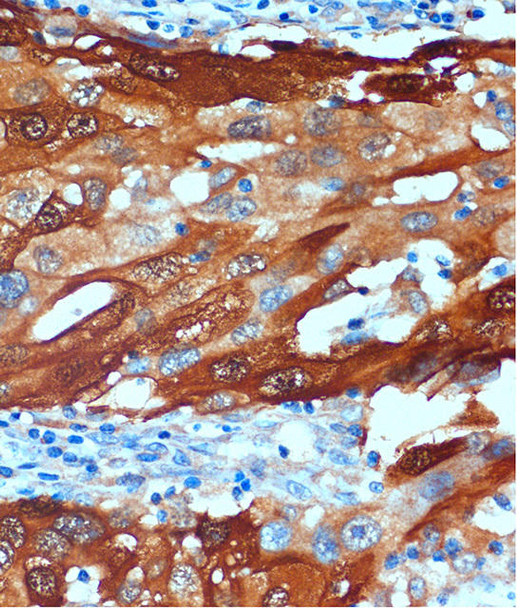 Neuroscience Anti-SCGN Antibody CAB12897