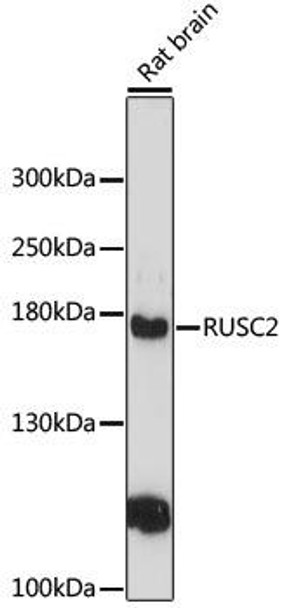 Cell Biology Antibodies 3 Anti-RUSC2 Antibody CAB12904