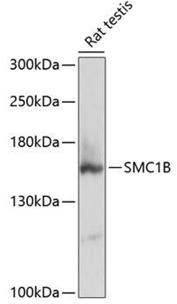 Cell Cycle Antibodies 1 Anti-SMC1B Antibody CAB12905