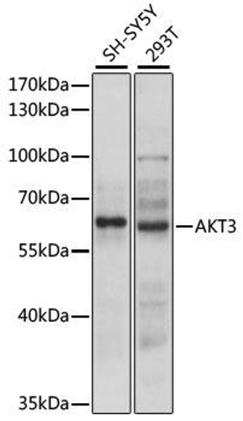 Cell Biology Antibodies 3 Anti-AKT3 Antibody CAB12909