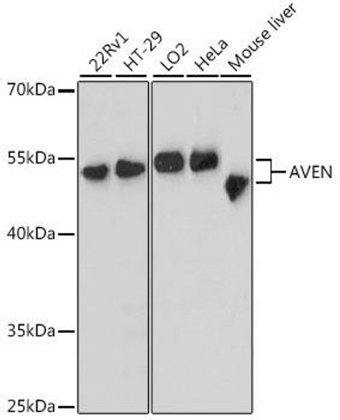 Cell Death Antibodies 1 Anti-AVEN Antibody CAB12910