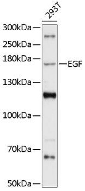Cell Biology Antibodies 3 Anti-EGF Antibody CAB12916