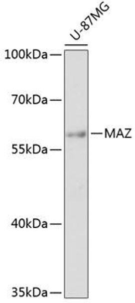 Epigenetics and Nuclear Signaling Antibodies 1 Anti-MAZ Antibody CAB12921