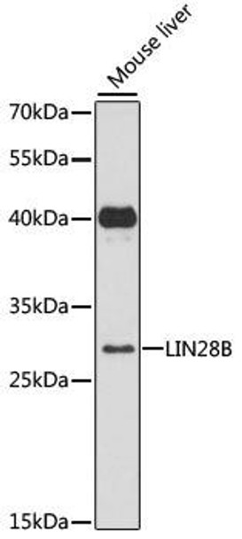 Epigenetics and Nuclear Signaling Antibodies 1 Anti-LIN28B Antibody CAB12957