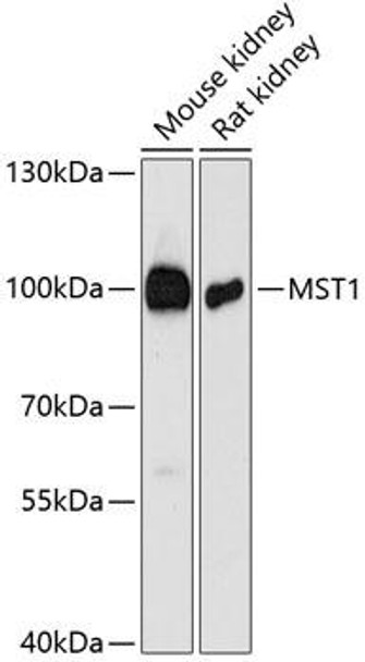 Cell Biology Antibodies 3 Anti-MST1 Antibody CAB12963